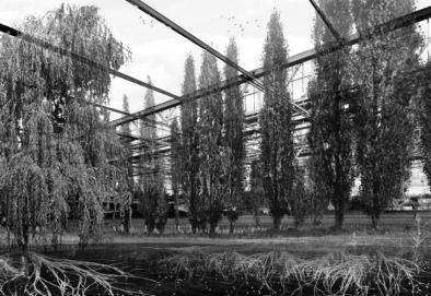 Poplars, willows, and other phyto-accumulators would cleanse the soil around the former factory in as little as four to five years.